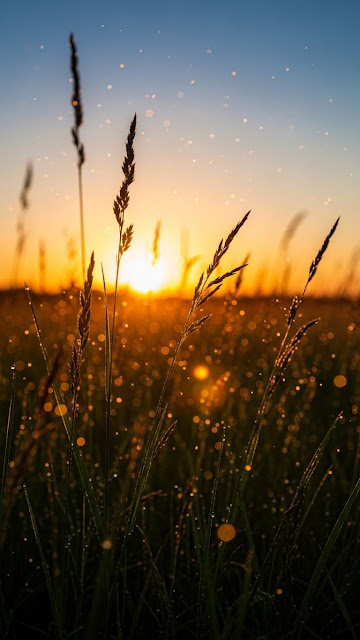 Warm sunset glow filtering through wild grass with bokeh light effects - Free mobile Wallpaper