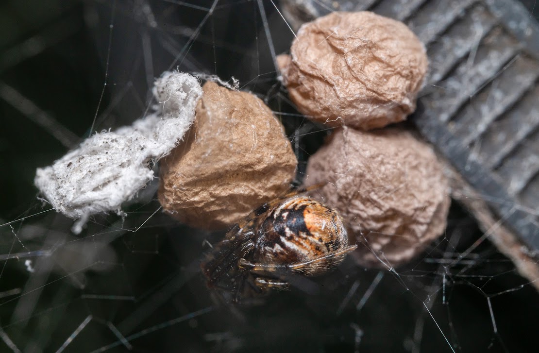 Parasteatoda sp.