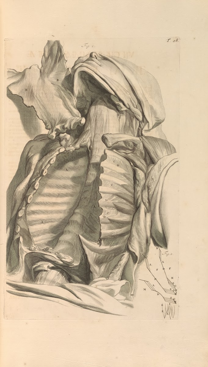 Anatomia humani corporis Pl027 1685