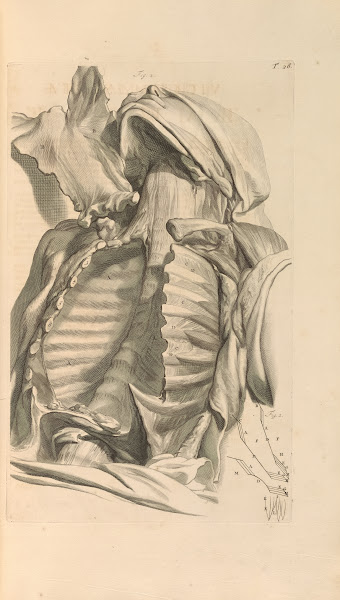 Anatomia humani corporis Pl027 1685