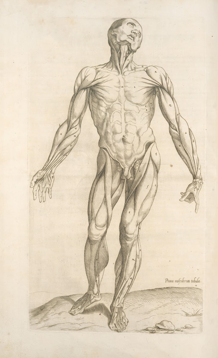 Prima musculorum tabula Shows human muscles 1545