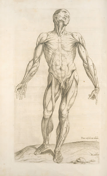 Prima musculorum tabula Shows human muscles 1545