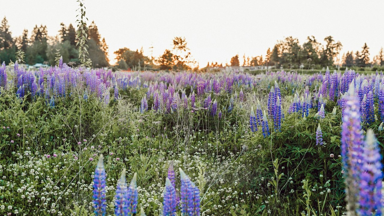 Purple subalpine lupines and mountain meadows blooming below Mount Rainier at Paradise