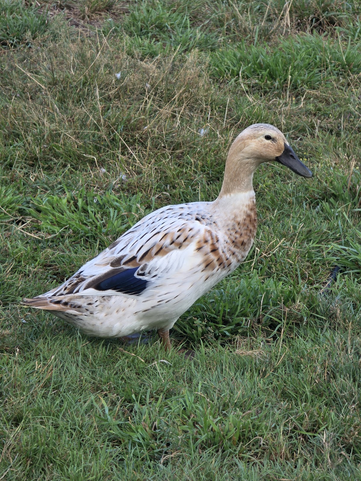 Welsh Harlequin Duckling