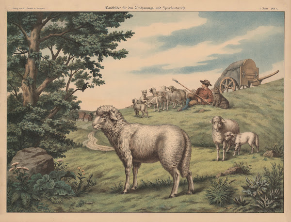 Sheep 1888