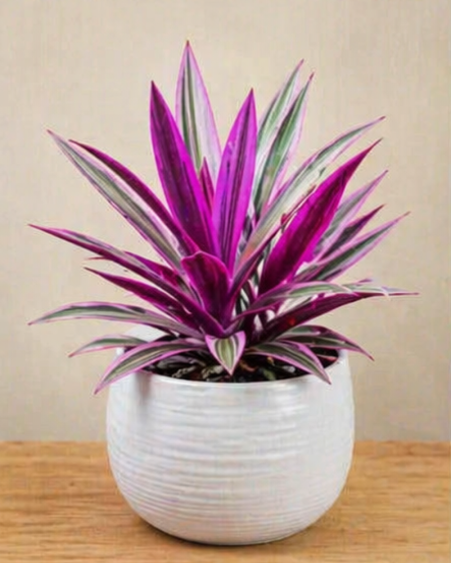 Rhoeo Oyster Plant — view 1