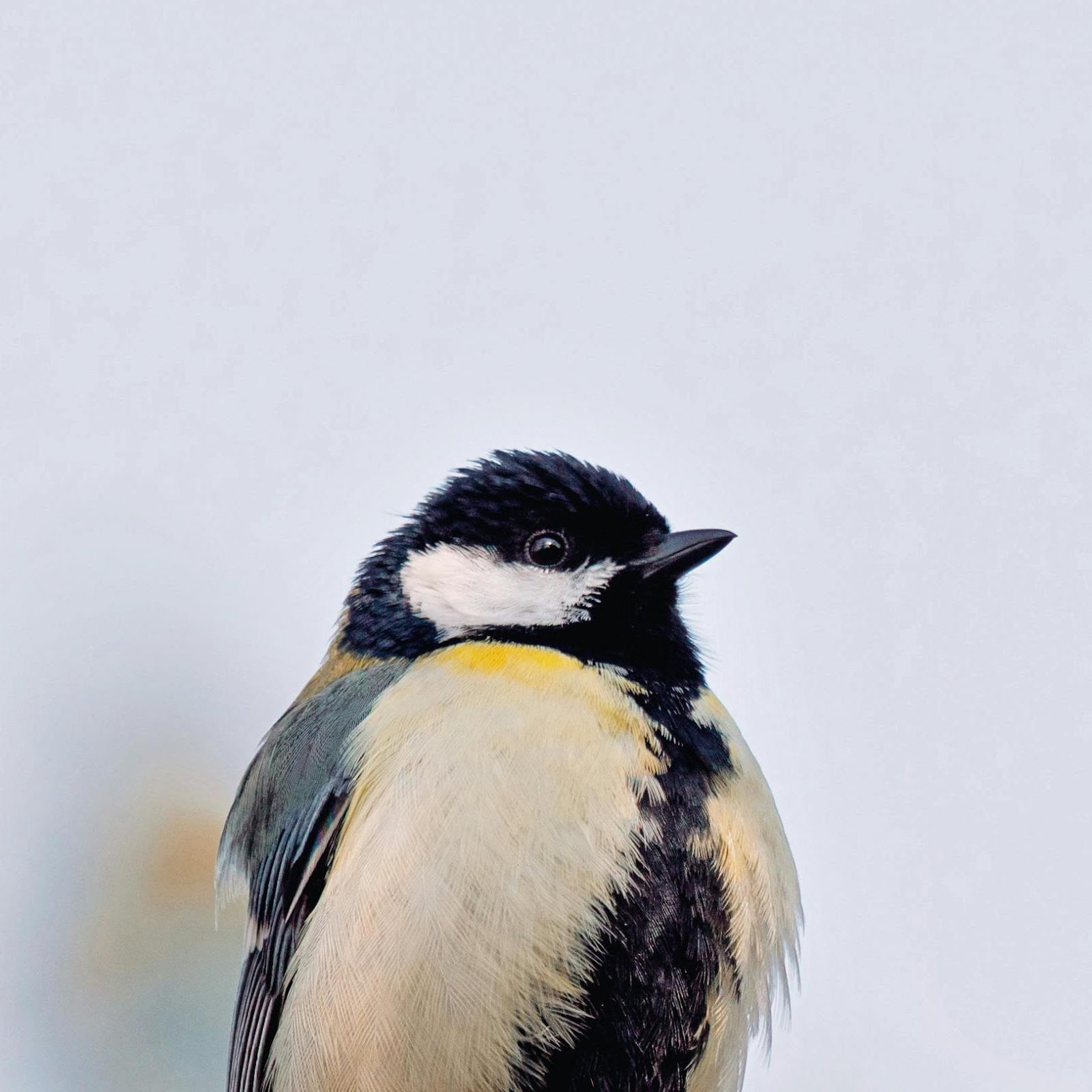 Download Great Tit Bird On A Branch 2K iPhone