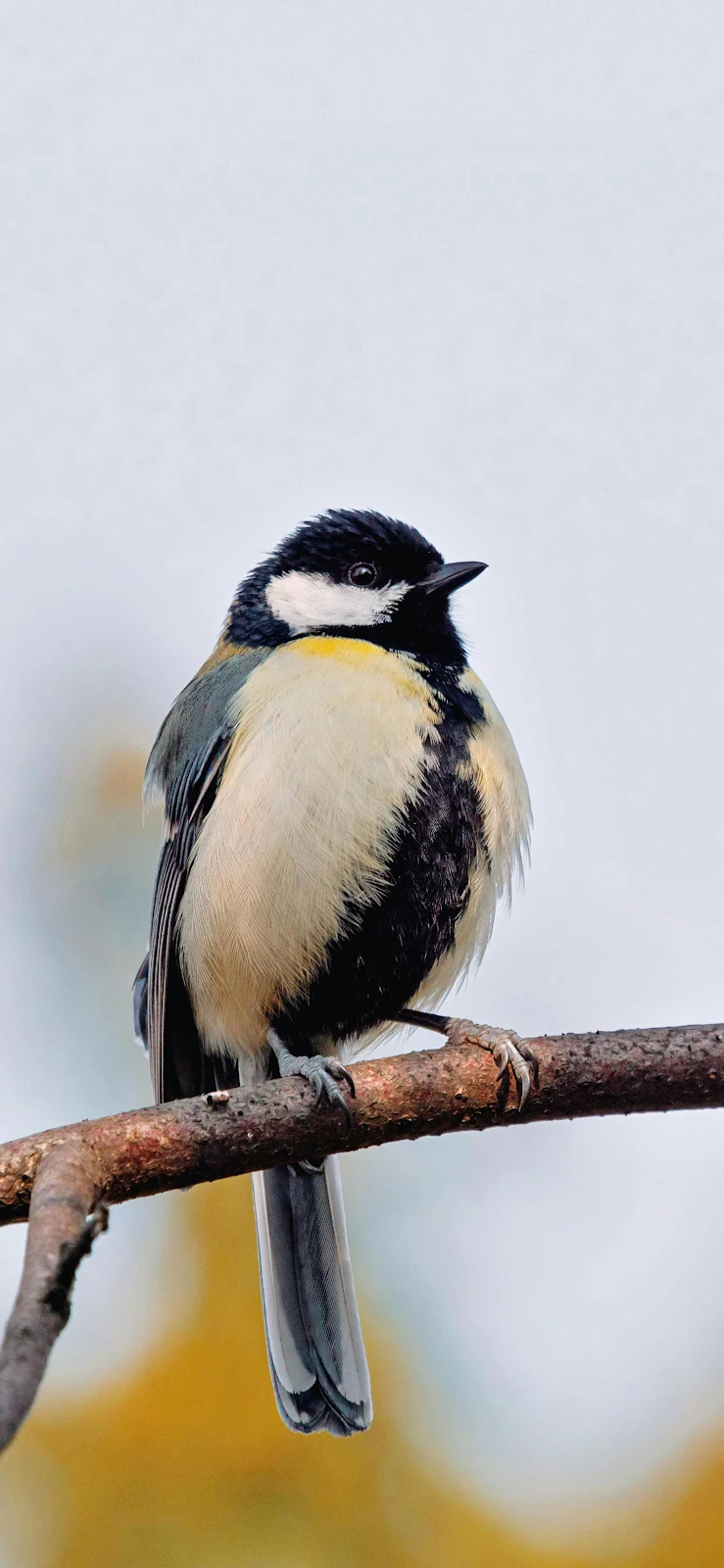 Great Tit Bird On A Branch - Wildlife Photography 2K iPhone Wallpaper (1624x3518)