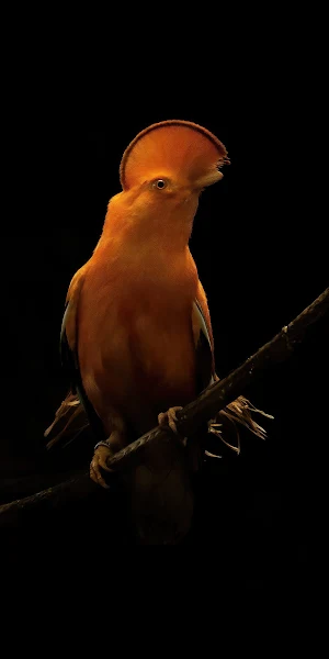Orange Parrot Dark Oled 4K iPhone Wallpaper Background