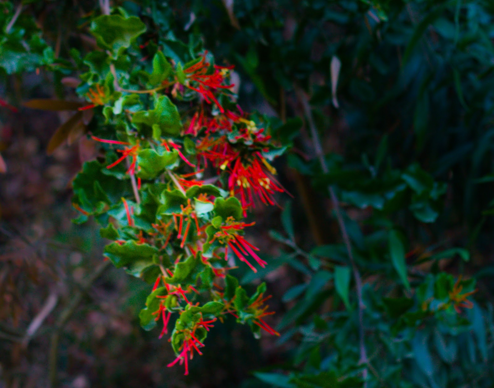Arboles de flores rojas