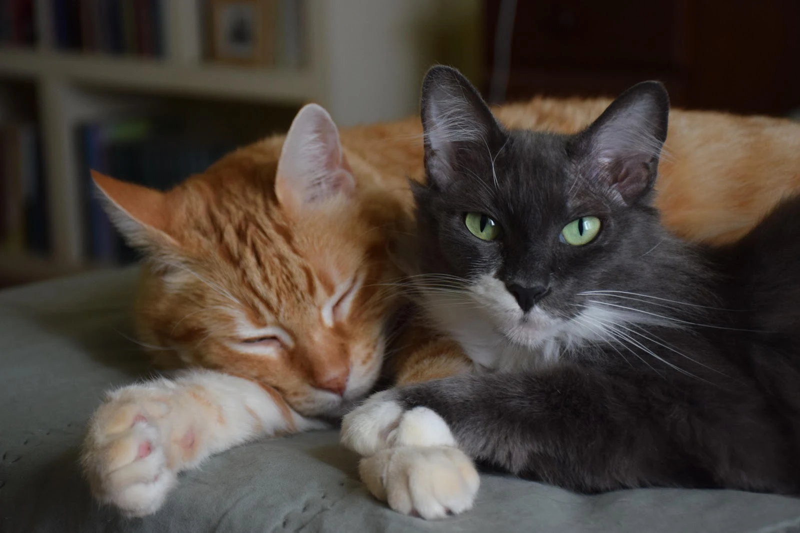 Orange and Grey Cats Cuddling - Indoor Pet Photography 5K Wallpaper (6000x4000)