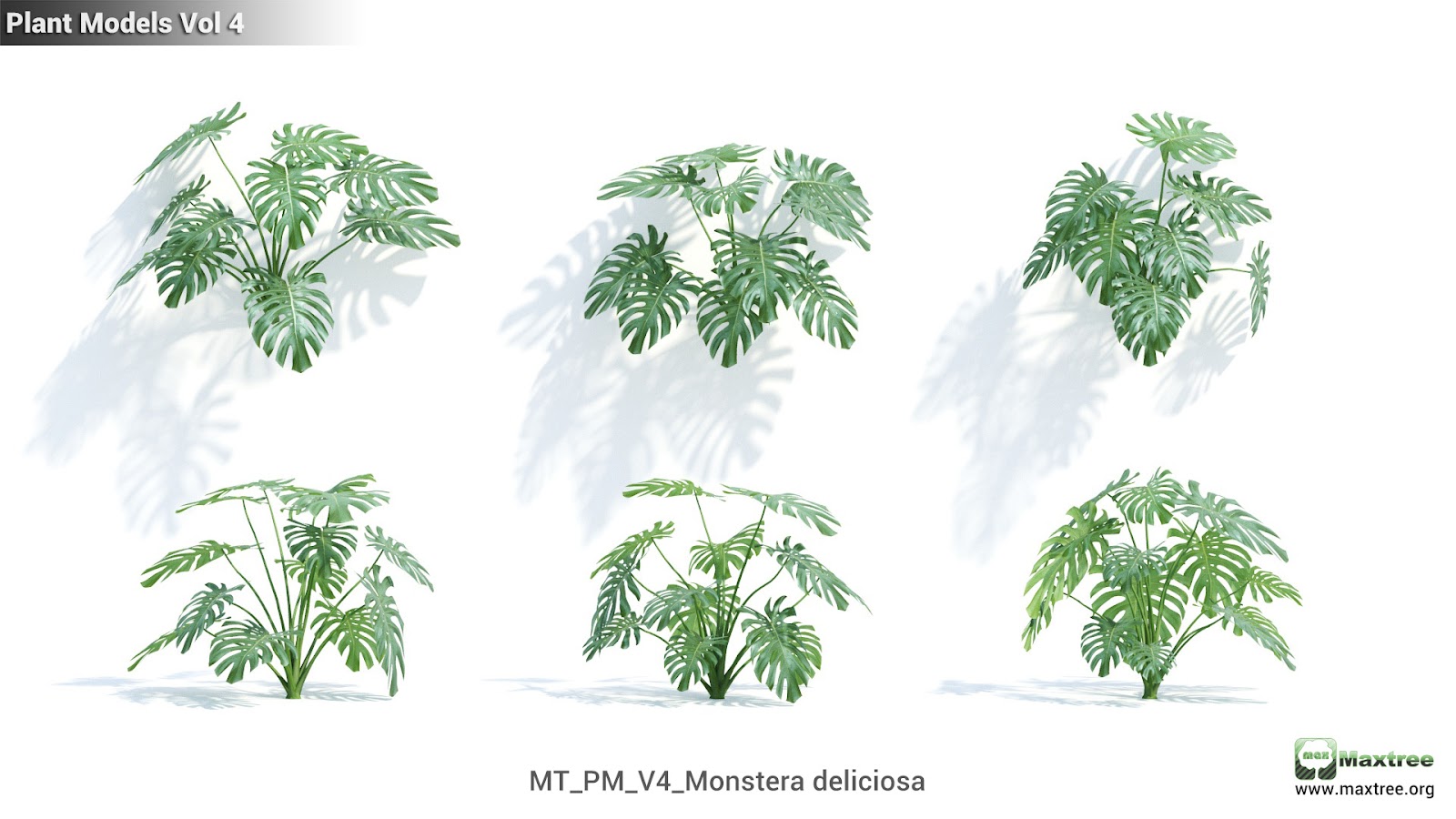 Maxtree - Plant Models Vol.4