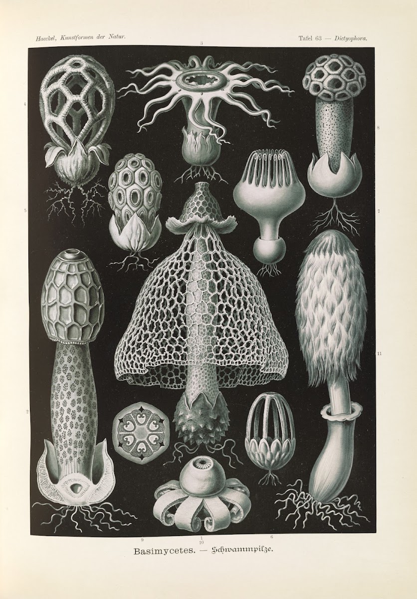 Basimycetes  Schwammpilze 1904