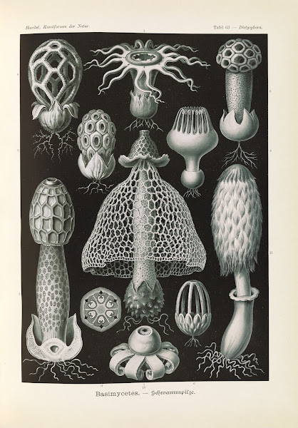 Basimycetes  Schwammpilze 1904