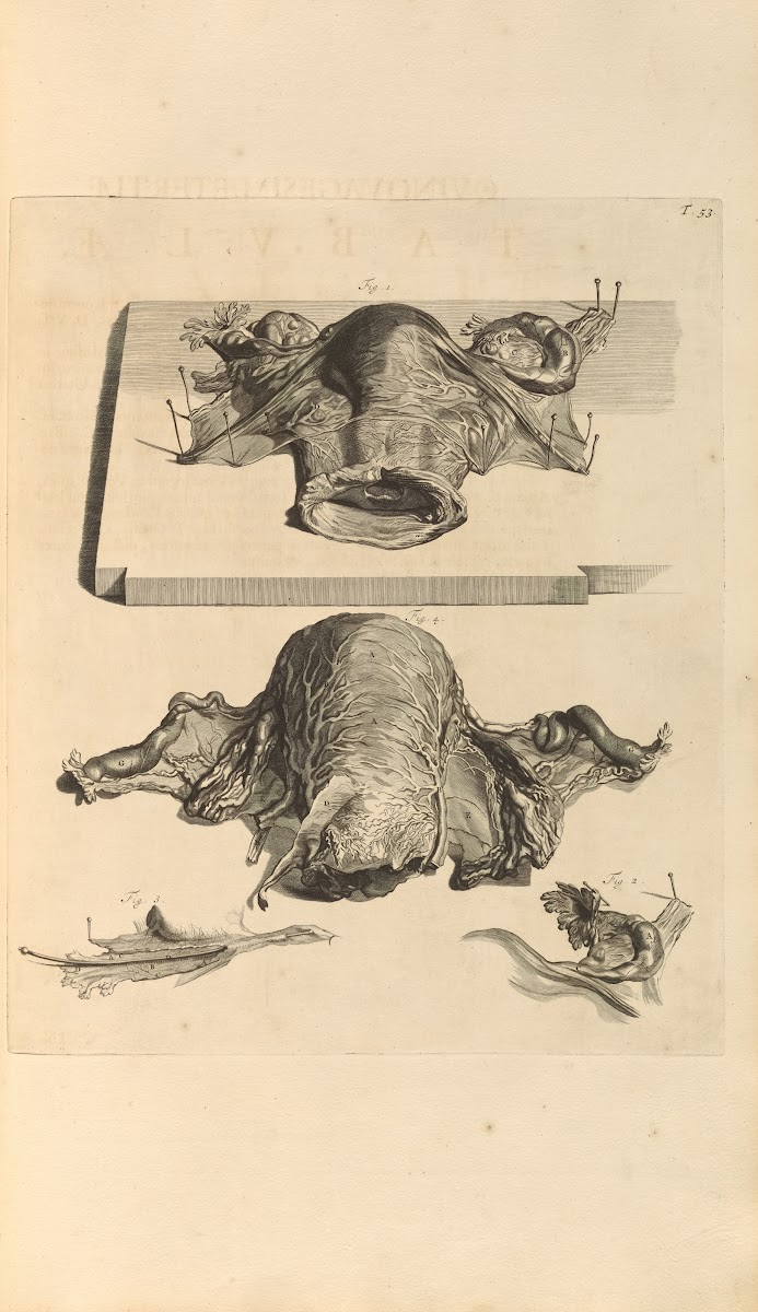 Anatomia humani corporis Pl054 1685