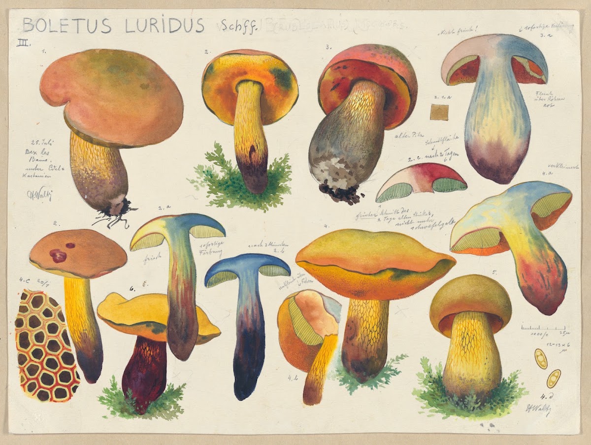 Boletus luridus Schff 2 1915 1945