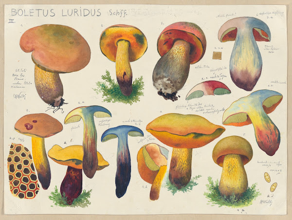 Boletus luridus Schff 2 1915 1945
