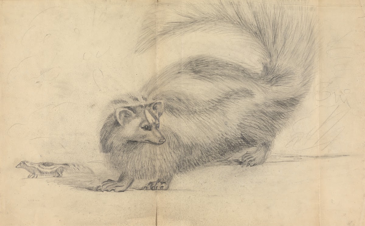 A skunk with another skunk in the background