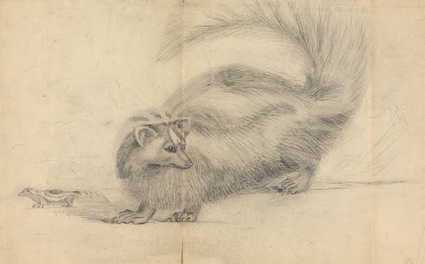 A skunk with another skunk in the background