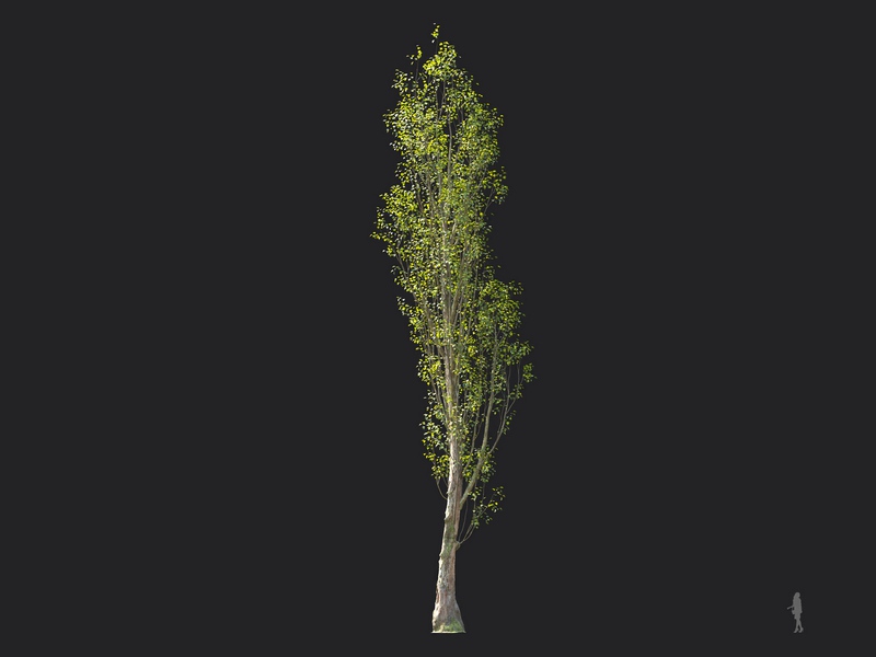 Maxtree - Plant Models Vol.124