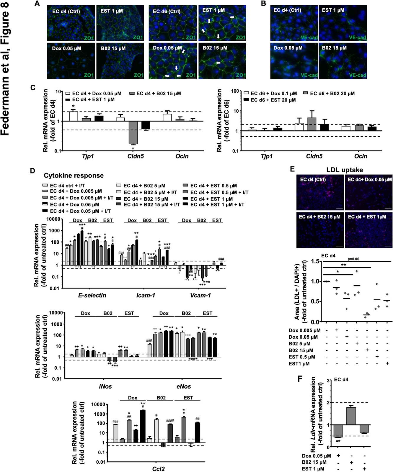 Endothelial progenitor cell susceptibility to DNA damaging and DDR-modulating compounds determines endothelial differentiation accuracy