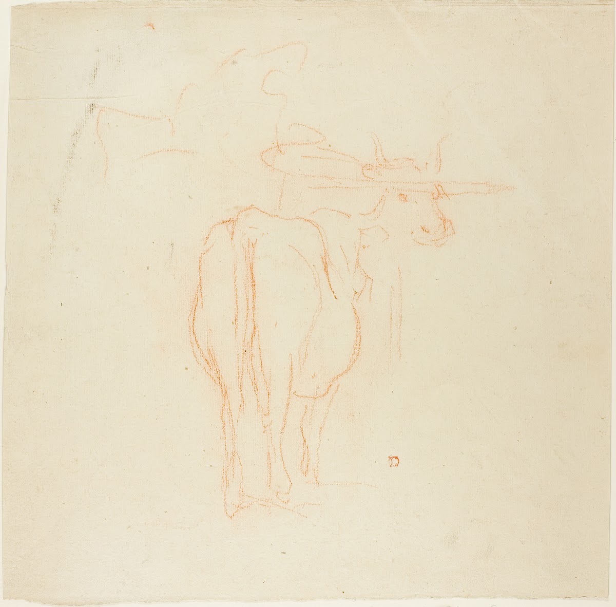 Standing Cattle