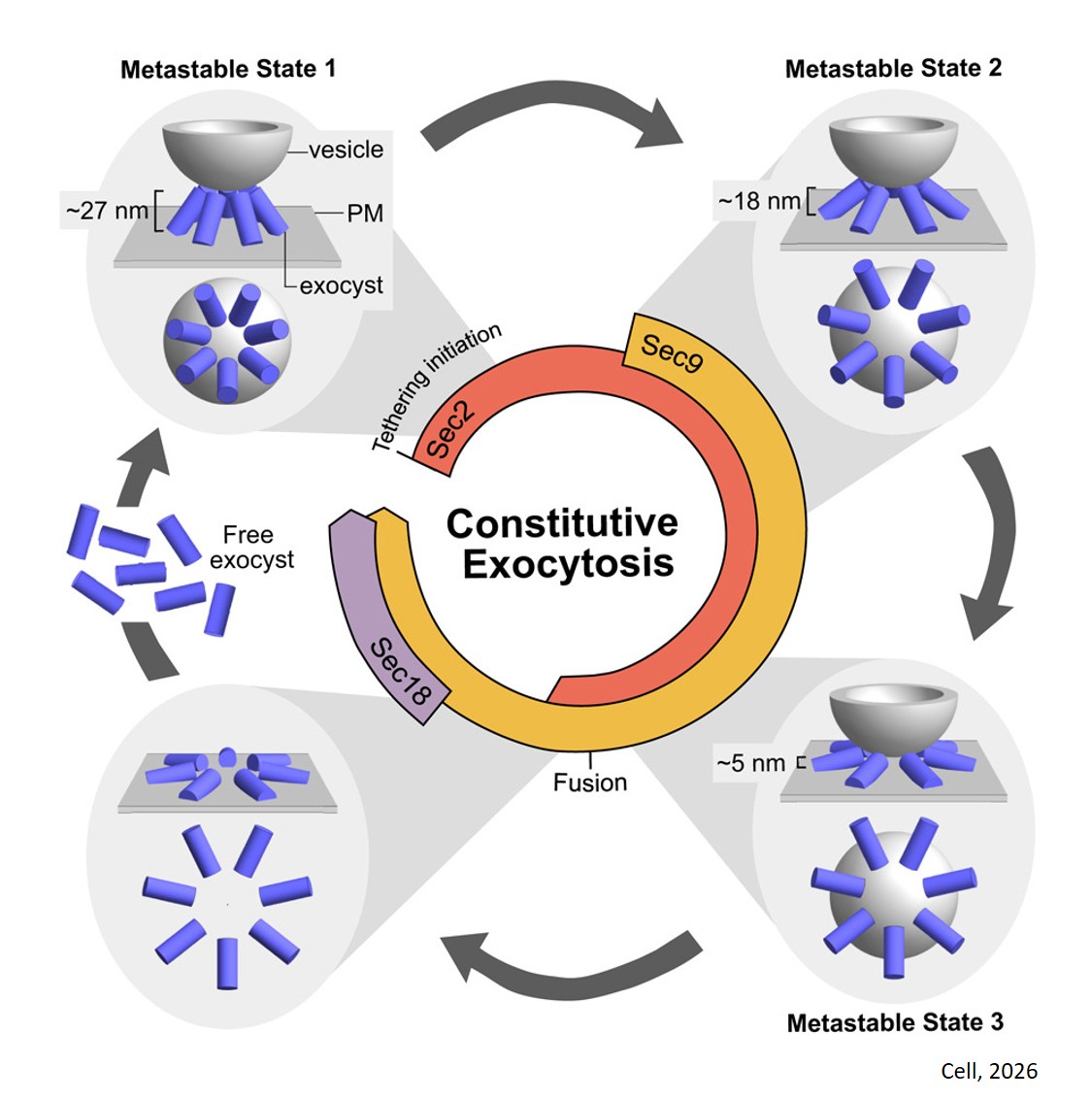 Revealing the cell’s nanocourier at work!