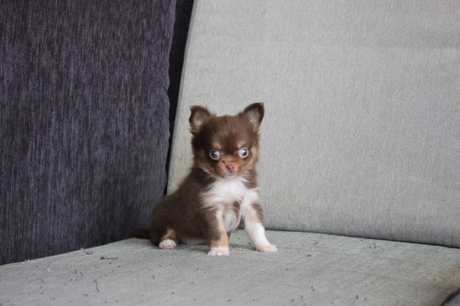 1/4出生 高端優質迷你長毛吉娃娃巧克力四目妹妹