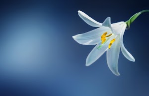 Flower Wallpaper