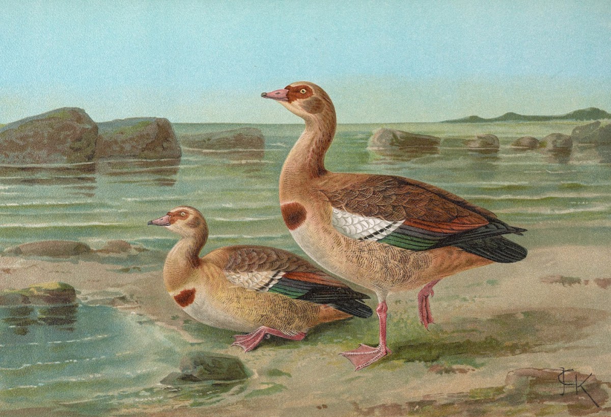 Chenalopex aegyptiacus