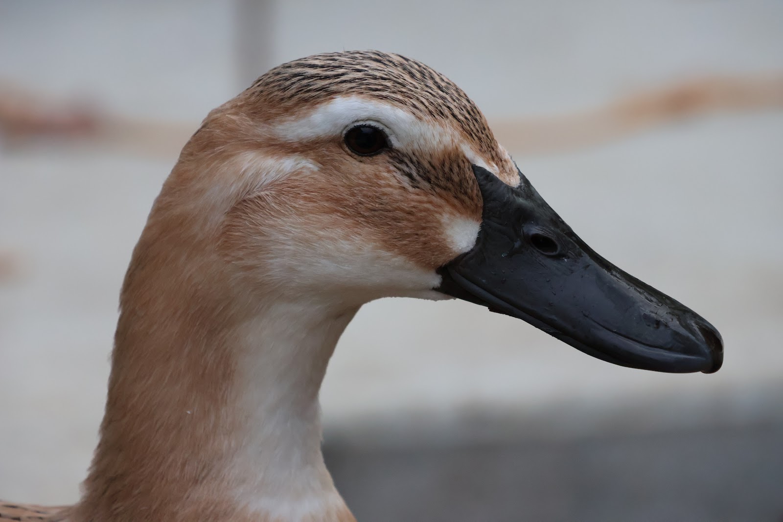 Welsh Harlequin Duckling