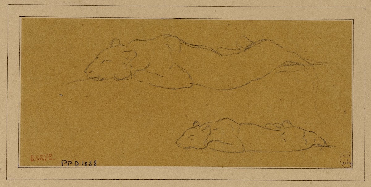 Deux études de panthère allongée 19th century