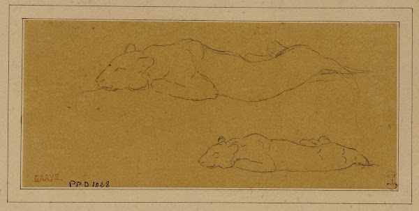 Deux études de panthère allongée 19th century