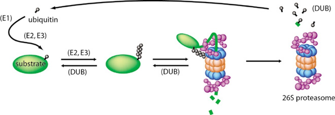 Ubiquitin-mediated proteolysis