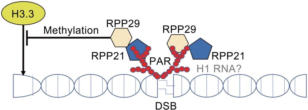 RNase P: Beyond Precursor tRNA Processing