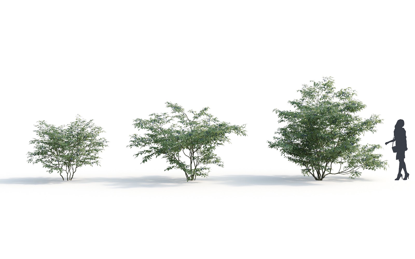 Maxtree - Plant Models Vol.6