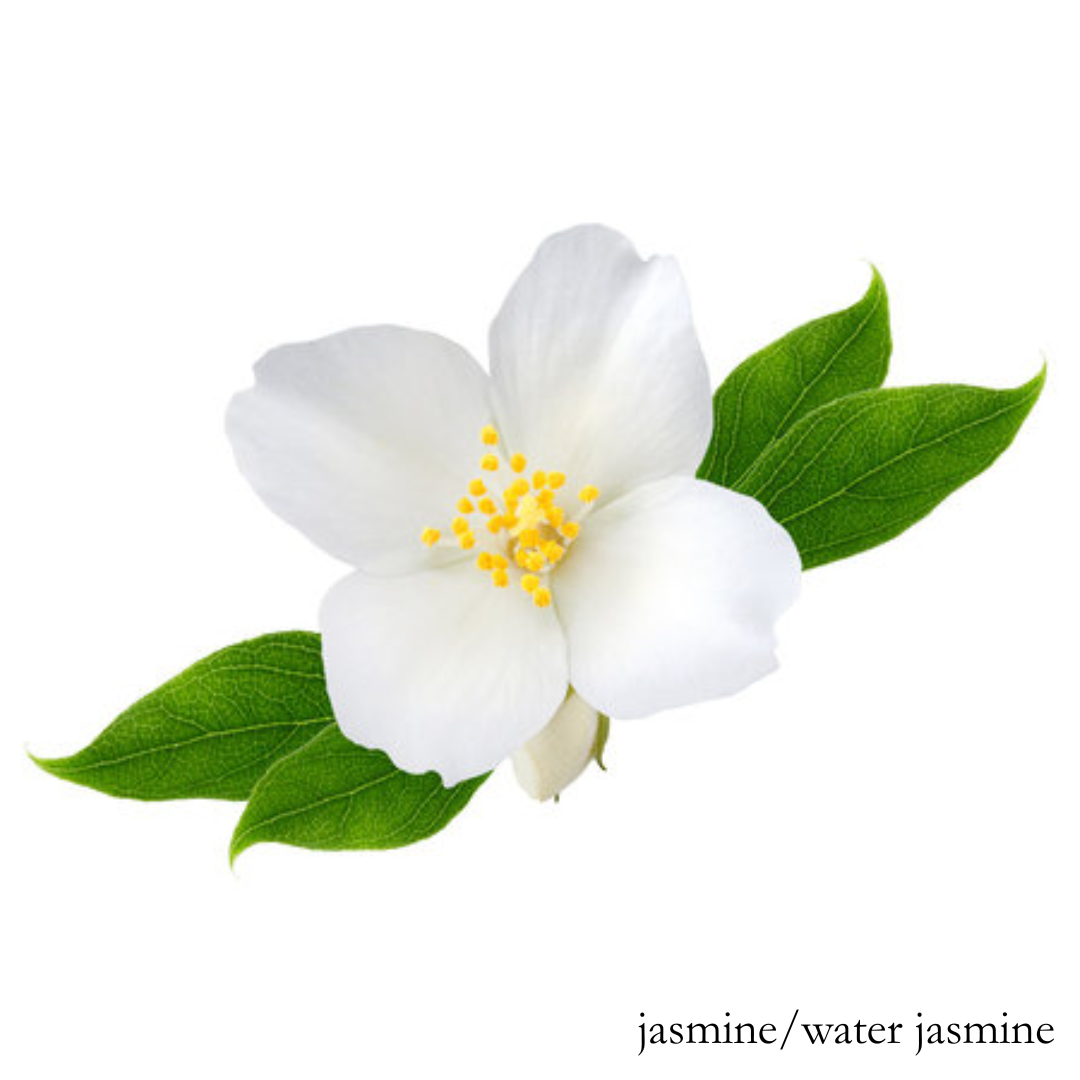 Jasmine