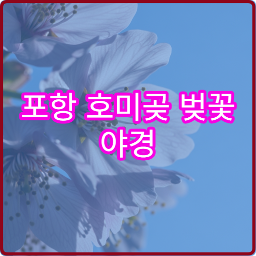 포항 호미곶 벚꽃 야경 동해안 절벽 포토존 TOP5 정확 위치 공개