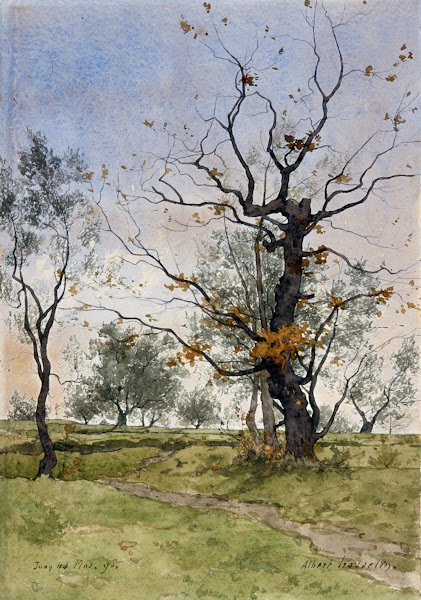 Chêne et oliviers à Juan les Pins 1890