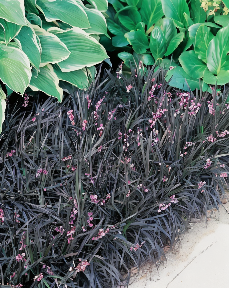 Ophiopogon planiscapus 'Nigrescens' in un giardino zen con pietre