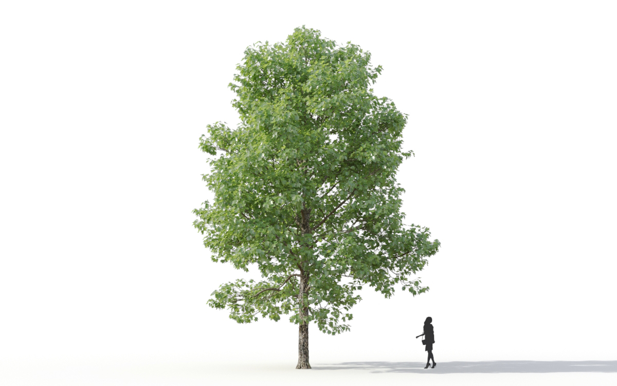 Maxtree - Plant Models Vol.11
