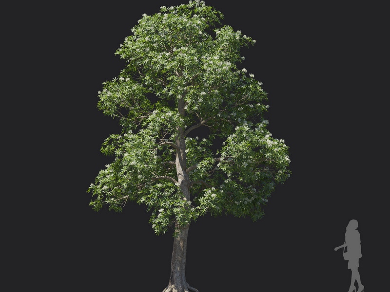 Maxtree - Plant Models Vol.121