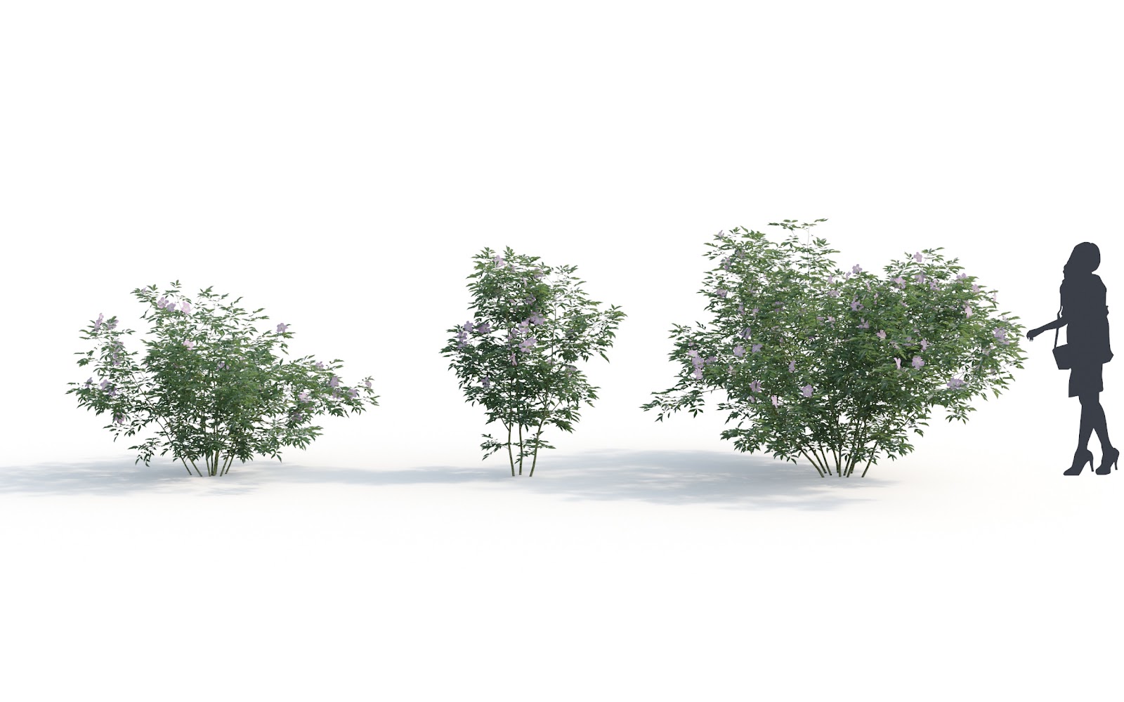 Maxtree - Plant Models Vol.6