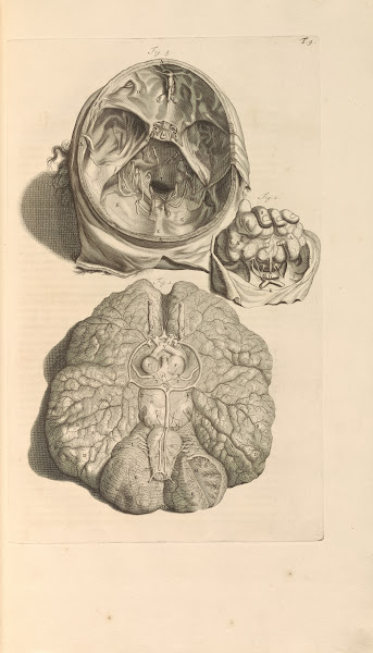 Anatomia humani corporis Pl010 1685