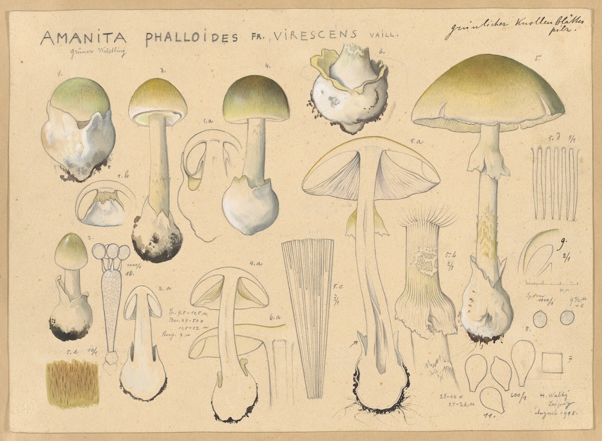 Amanita phalloides Fr virescens Vaill 1915 1945