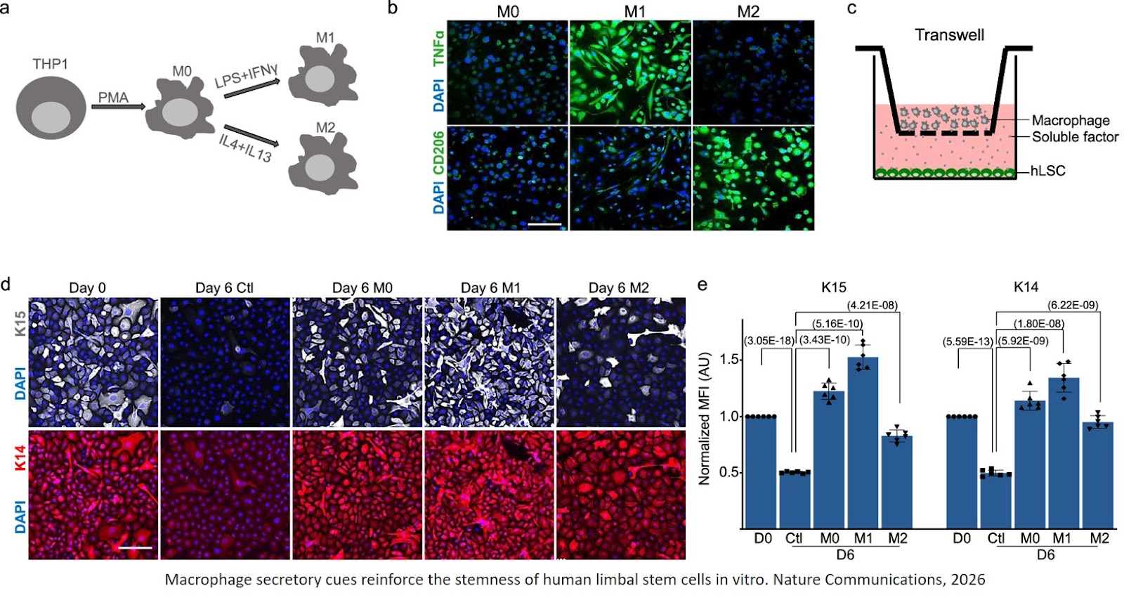 Aged differentiated cells reverse into native stemness-like state by niche cytokines to sustain lifelong homeostasis and tissue repair
