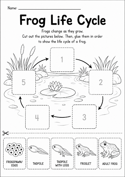 Frog Life Cycle Worksheet