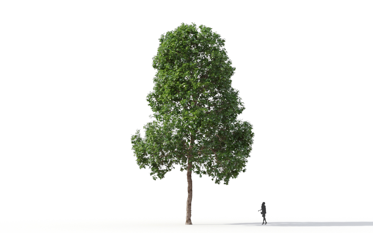 Maxtree - Plant Models Vol.11