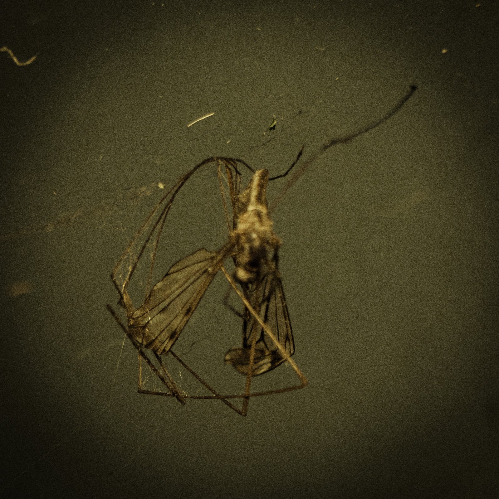 Insecto atrapado en telaraña