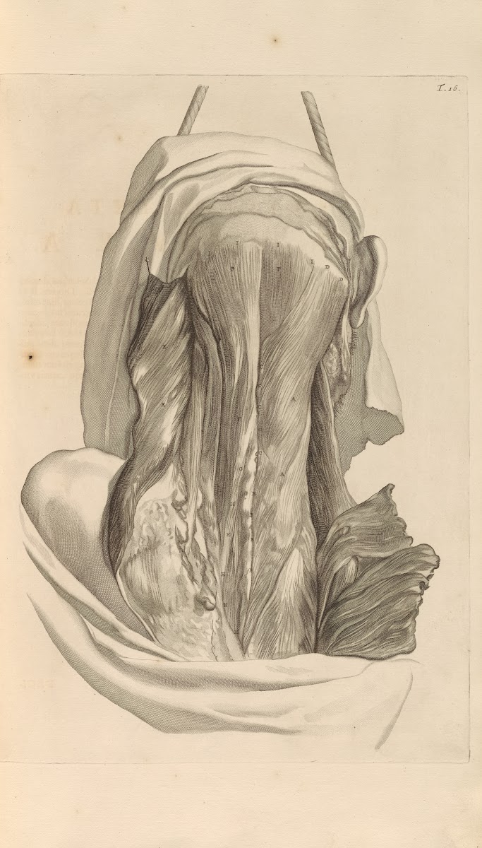 Anatomia humani corporis Pl017 1685